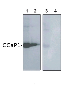 westrn blot using anti-CCaP1 antibodies